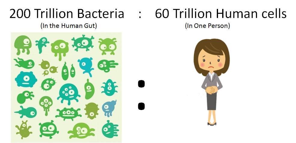 VisionSmartC's tweet image. How 200 trillion Bacteria in your Gut help your 600 Trillion human cell grow???  

 visionsmartcenter.com/information/10…