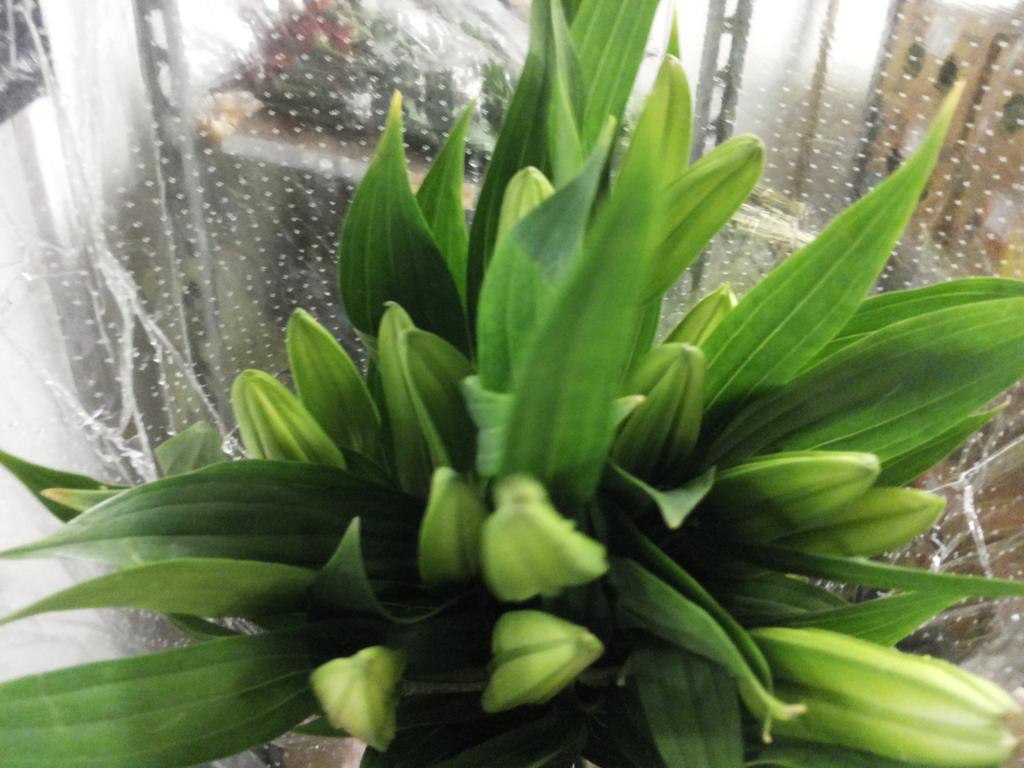 JVVIMPORT: lilly from kenya