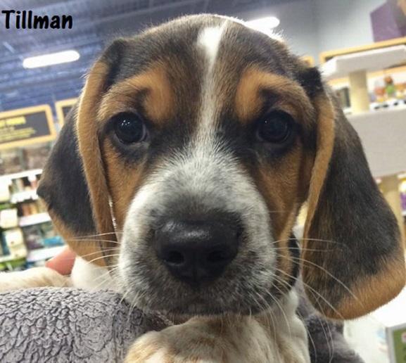 Available for Adoption: Tillman -  - safehavendogs.com/tillman/ #dogs #savedogs