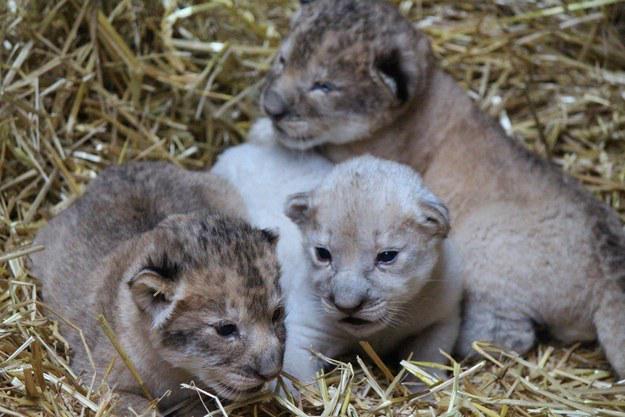 BuzzFeed's tweet photo. A Rare White Lion Was Born In Omaha And Attention Must Be Paid http://t.co/YsIwTMfvpm http://t.co/Z8xPM5hUMb