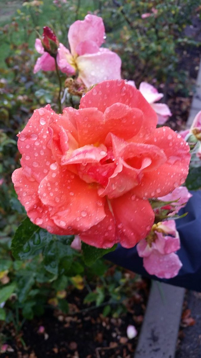 EdrianLuna's tweet photo. :) #roses #rightonpoint http://t.co/8vc6DRu0R5