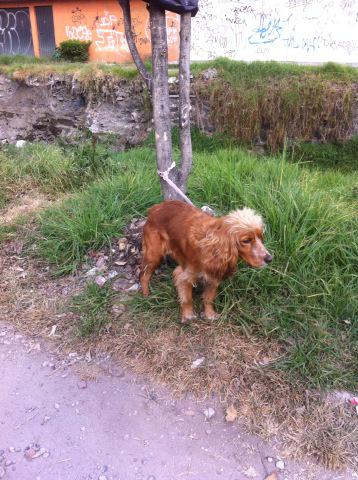 Perrosenlacalle's tweet photo. Amarrada en un árbol en la barranca, la abandonaron http://t.co/h4kwSpXsmi