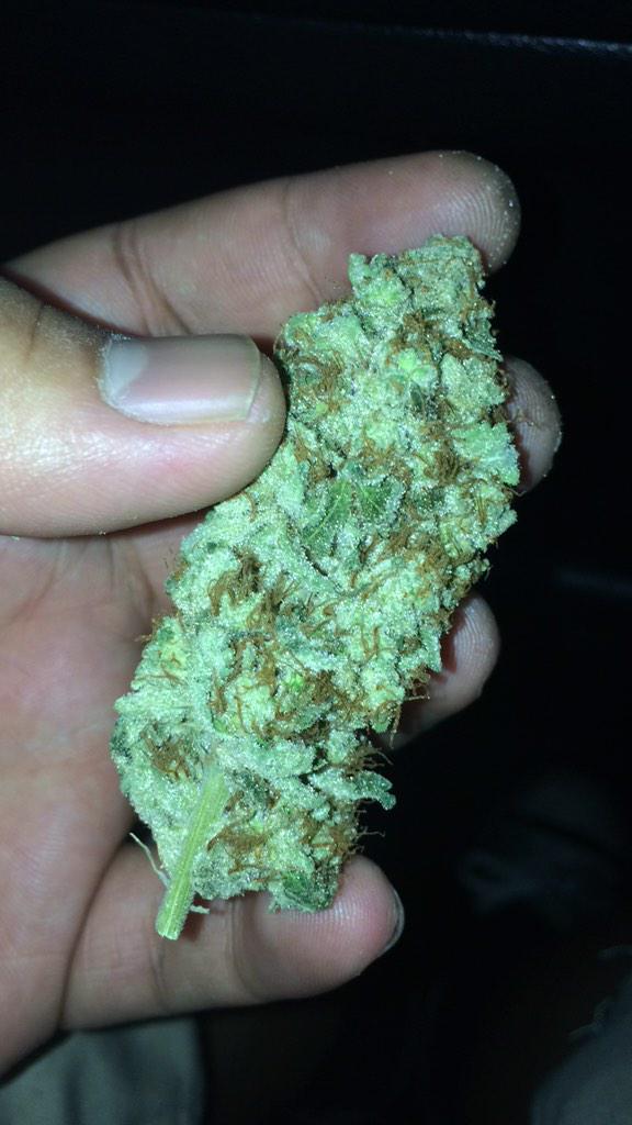 OMGadriannn's tweet photo. โ@BabyGrowsDank: Who's got some fire? Lemme see #showmeyourbudโ White Fire OG. ๐ฅ? http://t.co/OCeT5HtlKu