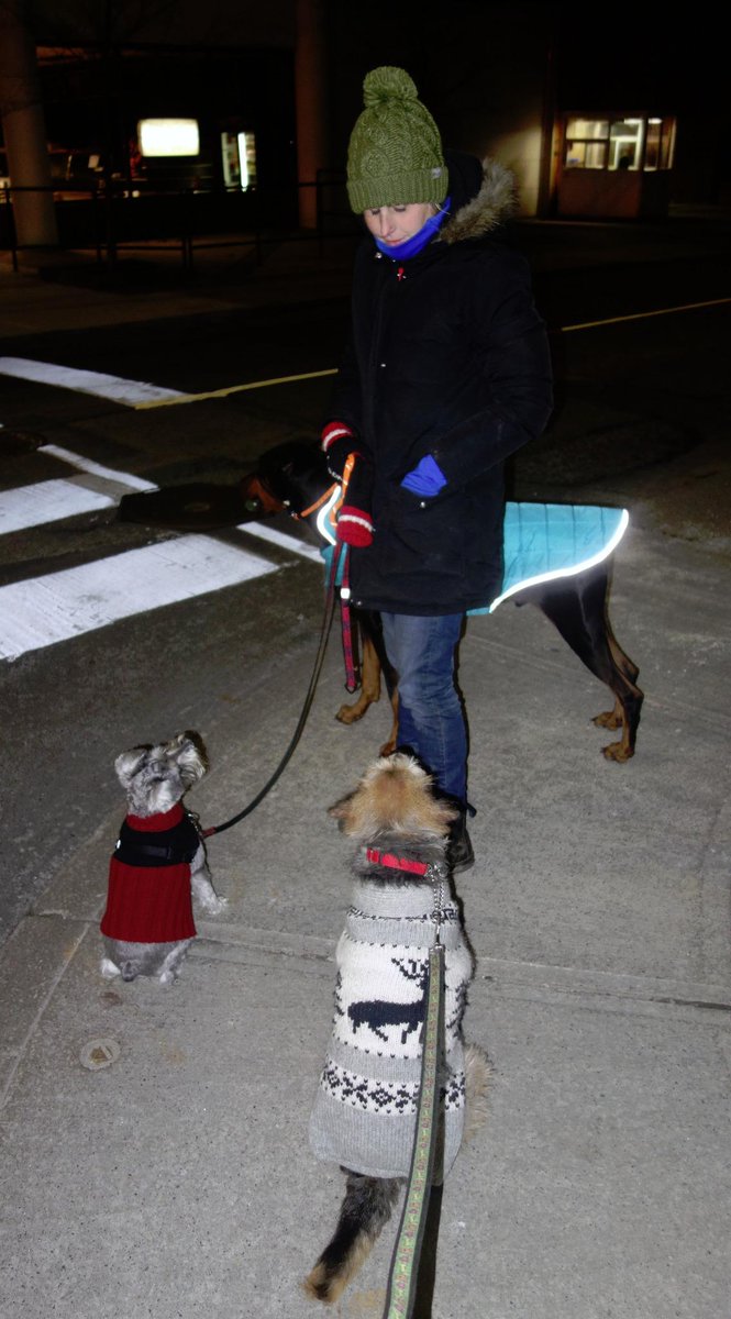 Matt_James_I's tweet photo. Charlie V &amp; Declan with the serious sweater game on our evening walk with @The_Hydrant 
#sweaterweather #HydrantCrew http://t.co/sOmLjd2fre