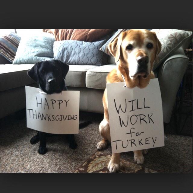 JustbLisa's tweet image. @KristenRenton Happy Thanksgiving to you, your furbabies &amp;amp; family. #PetsAreFamily #PetsAddLife #PupLuv