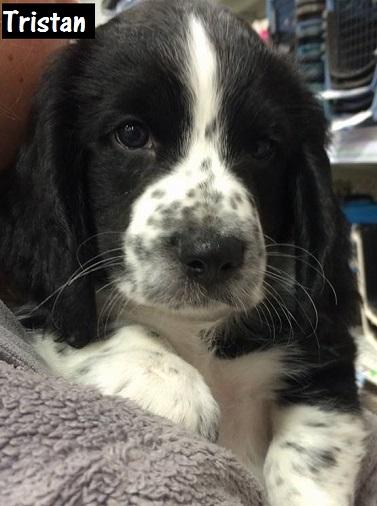 Available for Adoption: Tristan -  - safehavendogs.com/tristan/ #dogs #savedogs