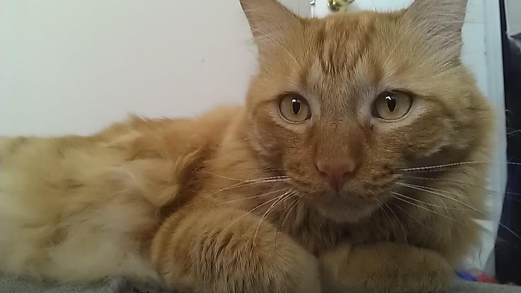 WG_Sarah's tweet photo. @paullicino @WGTabletop @michaeldhm @rebeccamarino He would love to have you back anytime. http://t.co/P971YfH9Nl
