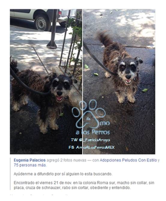 _PatriciaAnaya's tweet photo. #SOS AT'N #Roma PEQUE #Rescatado 21NOV RT @LaRomaDF @RomaCondesa @E_CuauhtemocMX @JoelGIDEM @Roma_CondesaMX http://t.co/n8lpInSv5e