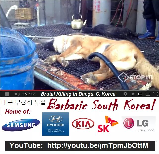 Stop 動物虐待 Kiyopy على تويتر 韓国犬猫食を完全禁止してほしい 犬 が苦しむほどアドレナリン出て肉が美味しくなるからとかバカな理由で撲殺生き茹で焼き殺すなど残酷極まりない犬食産業 犬を食べる人 がいるからなくらならない 日本の一部韓国料理店でも犬料理 Stop 動物虐待 Kiyopy على تويتر 韓国犬猫食を完全禁止してほしい 犬 が苦しむほどアドレナリン出て肉が美味しくなるからとかバカな理由で撲殺生き茹で焼き殺すなど残酷極まりない犬食産業 犬を食べる人 がいるからなくらならない 日本の一部韓国料理店でも犬料理