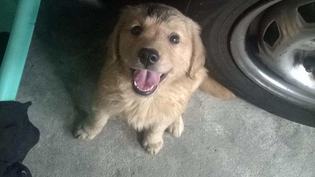 Guido_Meda's tweet photo. La pendejada del día fue haber bañado a mi perrita y dejarla jugar debajo del carro :l  #twister #Golden http://t.co/yuxWOr0pD3