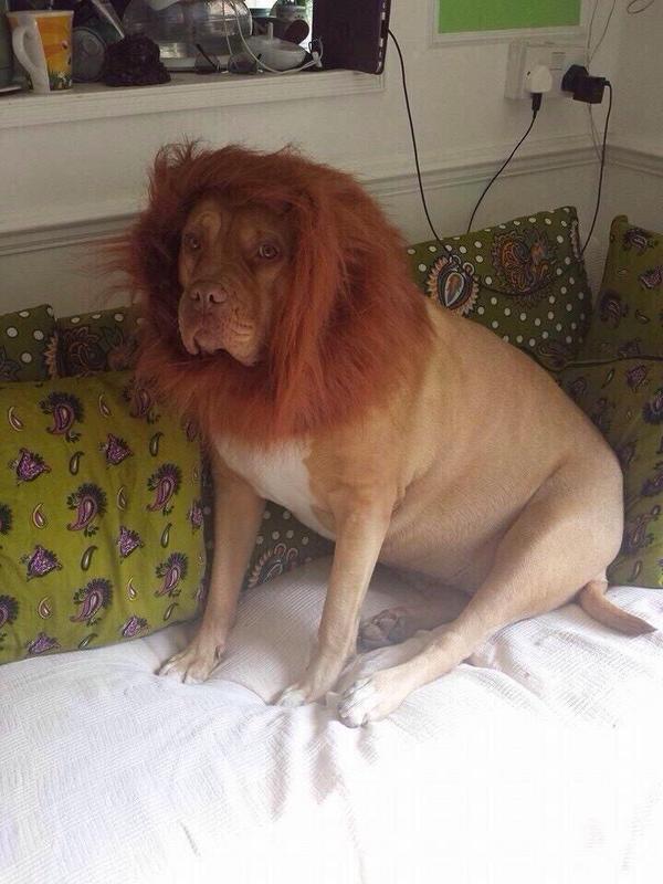 Mohyi_B's tweet image. J'ai commandé un lion sur eBay. On m'a envoyé cette merde.