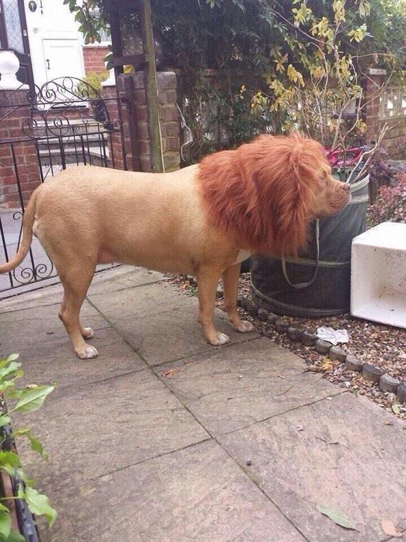 Mohyi_B's tweet image. J'ai commandé un lion sur eBay. On m'a envoyé cette merde.