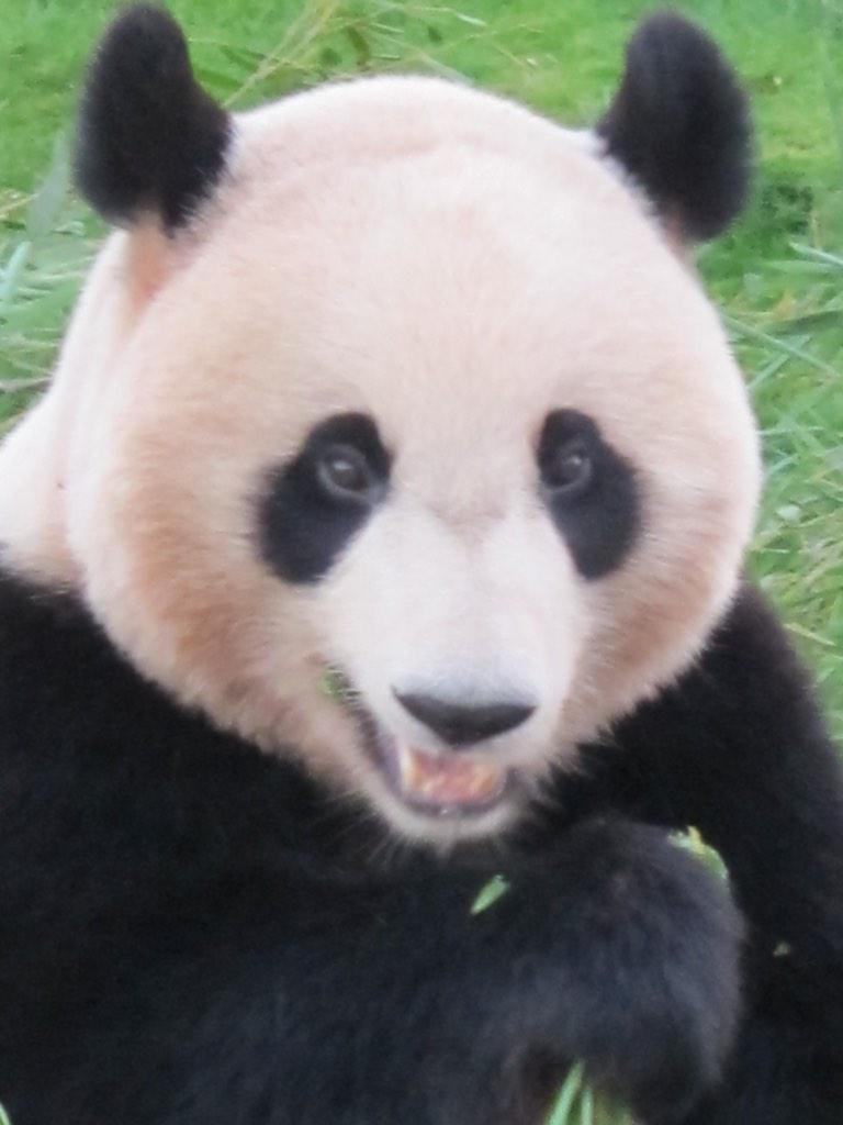 tsukatch_man's tweet photo. 涼しくなったお庭で優浜ちゃん。 #pandaJP #pakupaku http://t.co/Qq4O7vMpLX
