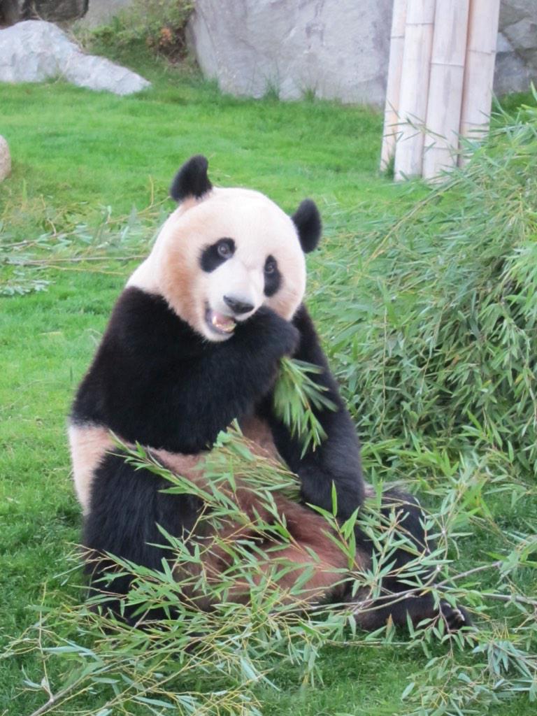 tsukatch_man's tweet photo. 涼しくなったお庭で優浜ちゃん。 #pandaJP #pakupaku http://t.co/Qq4O7vMpLX