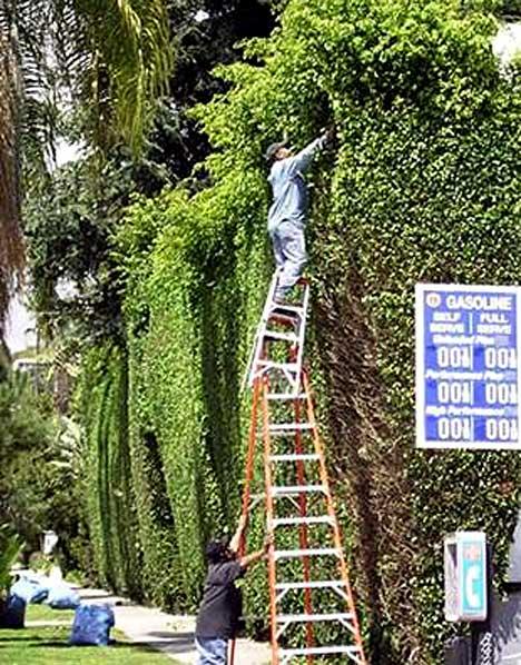 SunnybankForest's tweet image. Need a hand pruning your hedges? Just ask us...like these guys should have! #treesurgeryfail #fail #hedgepruning