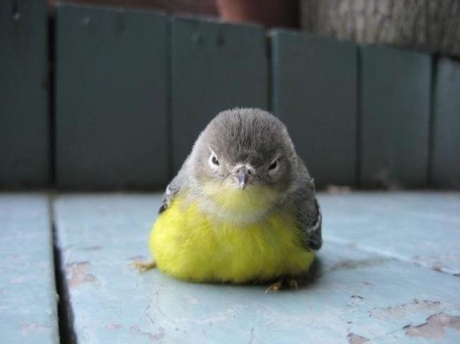 drunktwi's tweet photo. Маленькие, но опасные http://t.co/bgOUykdPlh