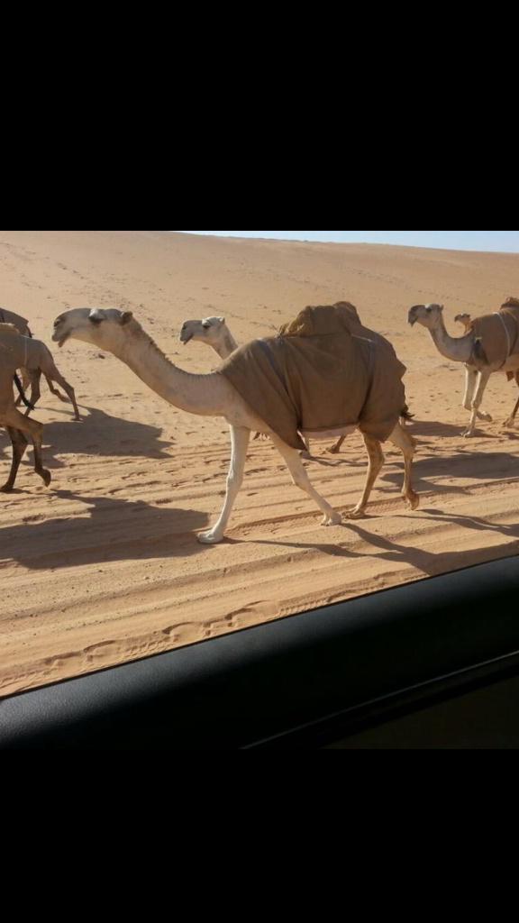 منقيه مبلش متوجه لام المعاركك 
وفاله التوفيق