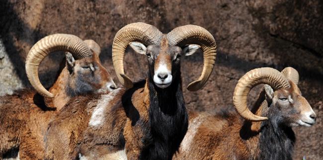 東京ズーネット 公式 15年の十二支動物ヒツジ その原種はムフロンともいわれます ムフロン といえば 多摩動物公園 14年12月4日から翌年1月27日まで ヒツジとムフロンをテーマとした特設展開催 Http T Co M8ajl7gbzg Http T Co Ara4i5jghj