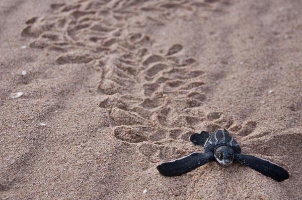 amazinwildlife's tweet photo. The Biggest Little Turtle http://t.co/C9XypIYiAQ