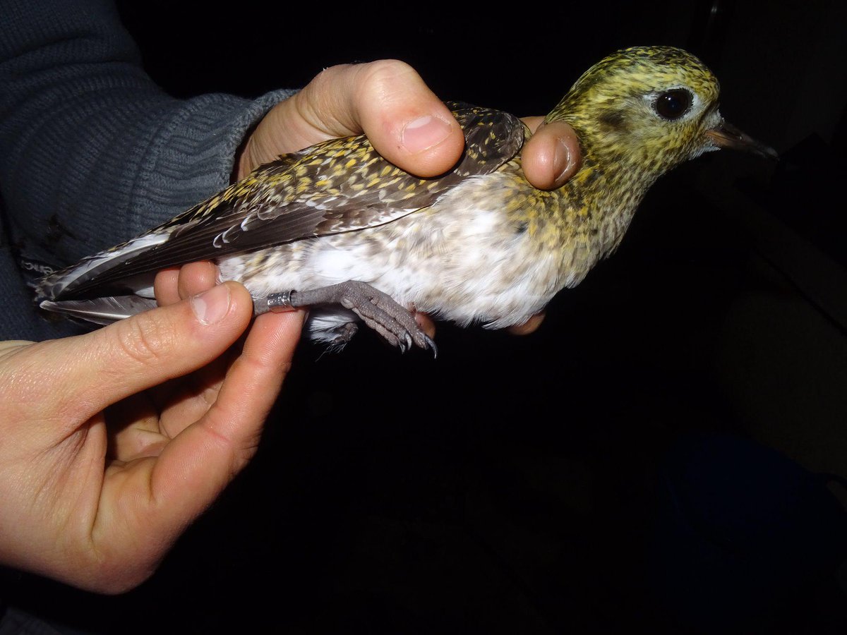 Wldhighlandtour's tweet photo. WHT is working with @CJBridge from @_BTO this week who is #ringing migratory #birds #gplover https://t.co/jVpX7zzV7L http://t.co/DlxxiJFsYe