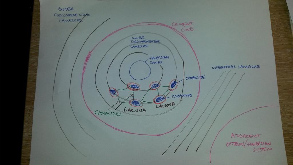 Iain Keenan on Twitter: "My drawing of an Haversian system/osteon
