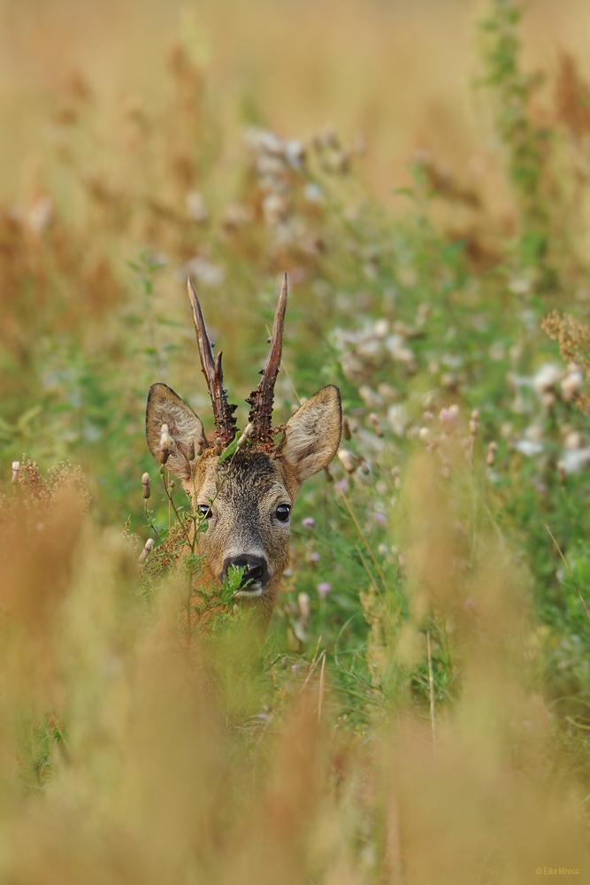 EMELMANI's tweet photo. #Caza La CAZA no es un deporte de asesinos, si no un deportes de amantes de la naturaleza. #Deporte #Hunter #Vida http://t.co/LjjXoFrhdg