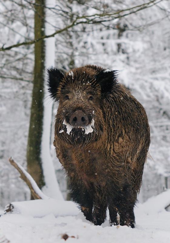 EMELMANI's tweet photo. #Caza La CAZA no es un deporte de asesinos, si no un deportes de amantes de la naturaleza. #Deporte #Hunter #Vida http://t.co/LjjXoFrhdg