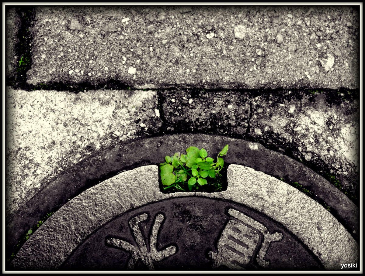 盆栽マンホール   Tiny green in the manhole             kissy-g.blogspot.jp/2014/11/blog-p…