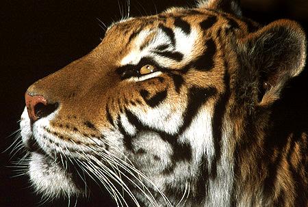 カッコイイ動物bot Cool Doubutsu Twitter