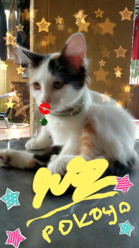 hr_faris's tweet photo. kucing yang comel ,pakai listen dan ada tanda tangan http://t.co/msByApIvK2
