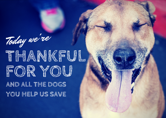 Copper's Dream tweet media