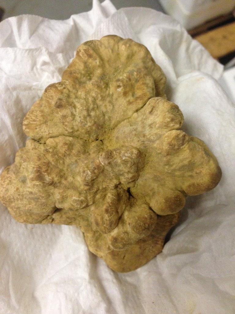 frutobos5's tweet photo. Una pieza de trufa blanca del Piamonte de 175gr!!!! #espectacular #truffle #gourmet @CrisMarAlCa http://t.co/bFvdX9idwt