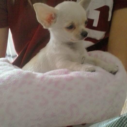 AdayLove's tweet photo. Mi cosita preciosa 🐶💗 http://t.co/tQ57Rozmbi