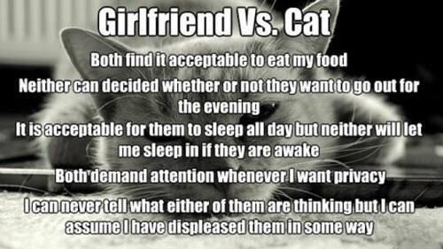Sheetrock79's tweet photo. "@MensHumor: Girlfriend vs. Cat http://t.co/DKSe18fLz5" @LWickk lol