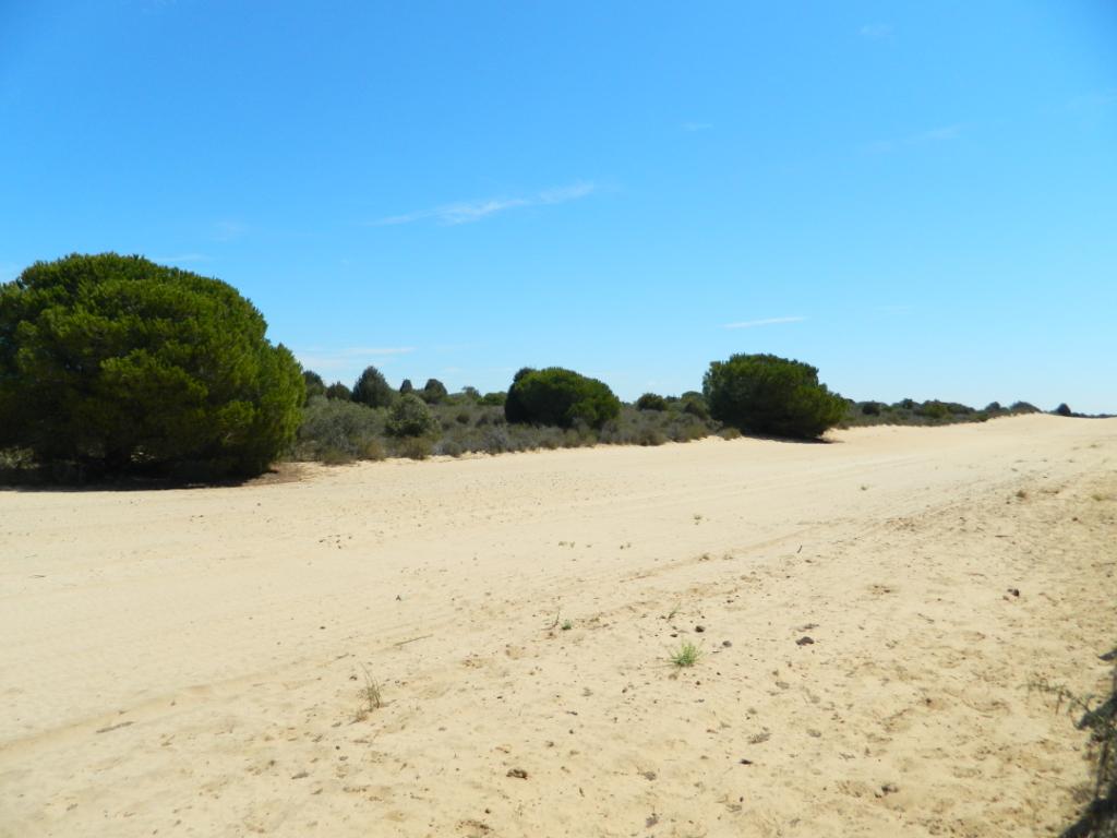 Benvenuti <a href="/playadedonana/">MATALASCAÑAS-ALMONTE</a>! Qui si parla dei vostri fantastici paesaggi: andalusiaviaggioitaliano.wordpress.com/2014/06/23/una…