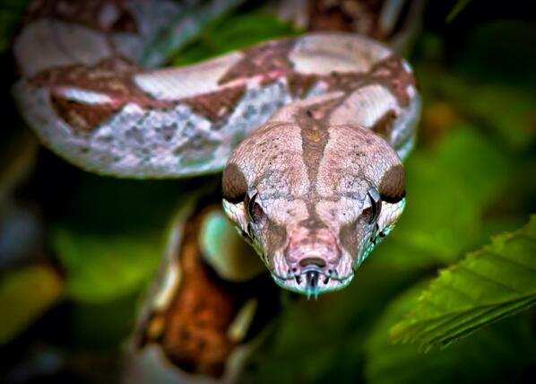 _Paisajes_'s tweet photo. La justicia es igual a las serpientes.Solo muerden a los que están descalzos.  #Boa constrictor http://t.co/VKB7VbzxGO