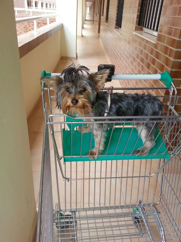 663276628's tweet photo. De paseo nos vamos #zapeando255 http://t.co/Mhjwt0ryn1