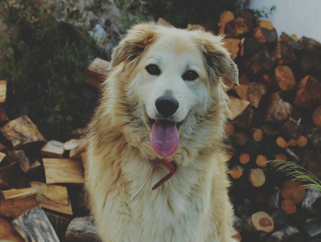 BlondRules's tweet photo. Esta es Canela, fan perruna n° 1 de @zapeandola6 🐾 #zapeando255 http://t.co/aOuG7Rvcnx