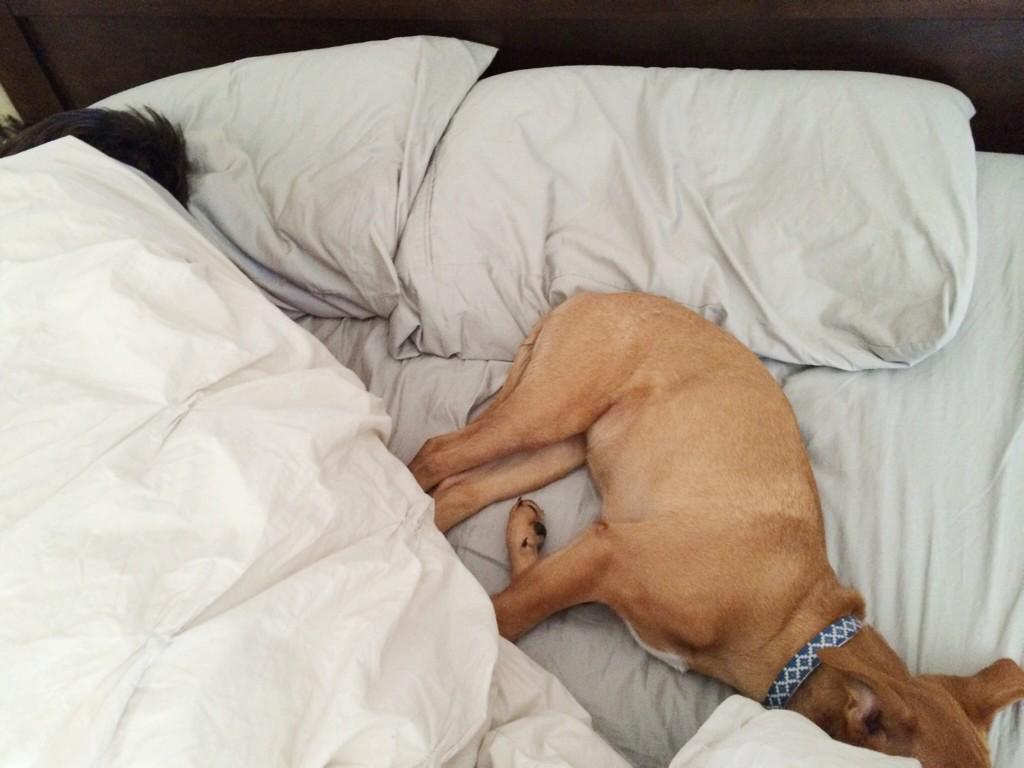 Happy Thanksgiving! This morning I'm thankful for the limited space in my bed. Wait, what?