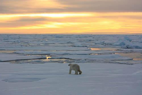 Bjørn! ...we all ran to the deck to see #PolarBear at dusk in the #FramStrait on #SeaIce. #FieldPhoto @LSUGeography