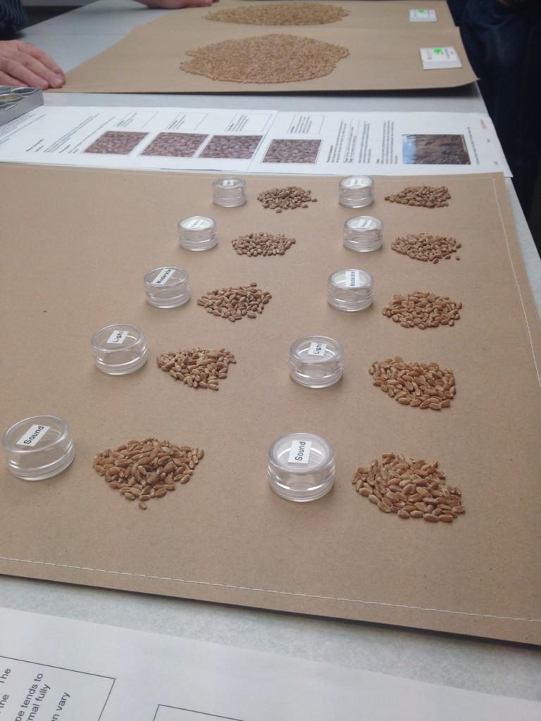 SydneyDuhaime's tweet photo. Day two at #CGIOC we discussed seed grading, crop diseases and damage. @CigiWinnipeg @AlbertaBarley @Grain_Canada http://t.co/FfDLGFraJJ