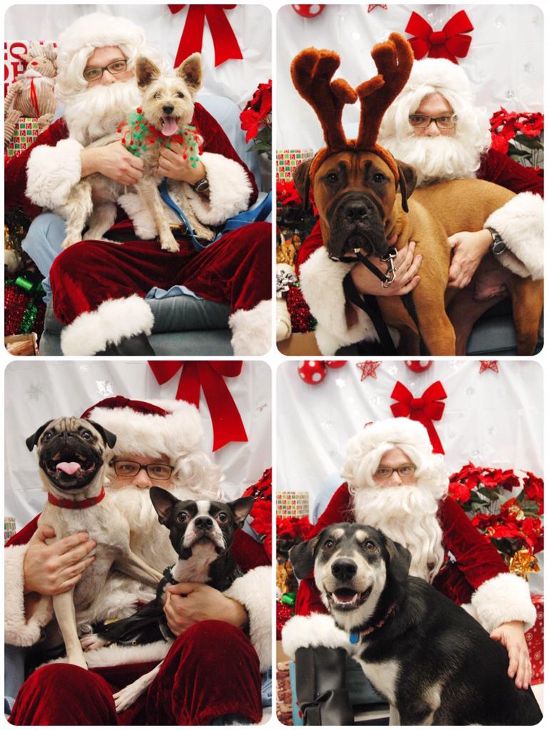 AdorABulls's tweet photo. A few of our favourite photos from last years Santa Paws event! 🐾🎅🐾 http://t.co/ajDgCDGtwi