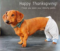 MyFitDog's tweet photo. Happy Thanksgiving from MyFitDog!! #dogs http://t.co/o9dfb5DGvv