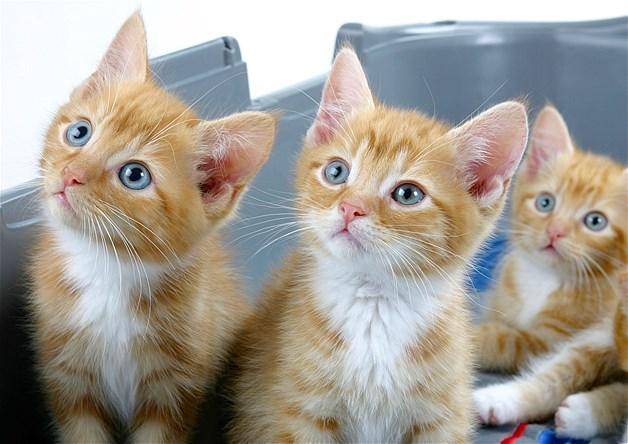 Kilmetro's tweet photo. @greatidol @bonnie_hake @RedWolfWarrior @PosiePosie1212 @hiitsmecarol @LadyJudi @Safercl http://t.co/A9mkOyCmK6