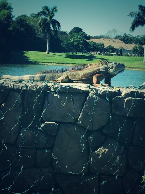 *jurrasic park theme song playing* Dinosaurs are back @RyanFieldsXXX @ULTRARARECARGO http://t.co/o23