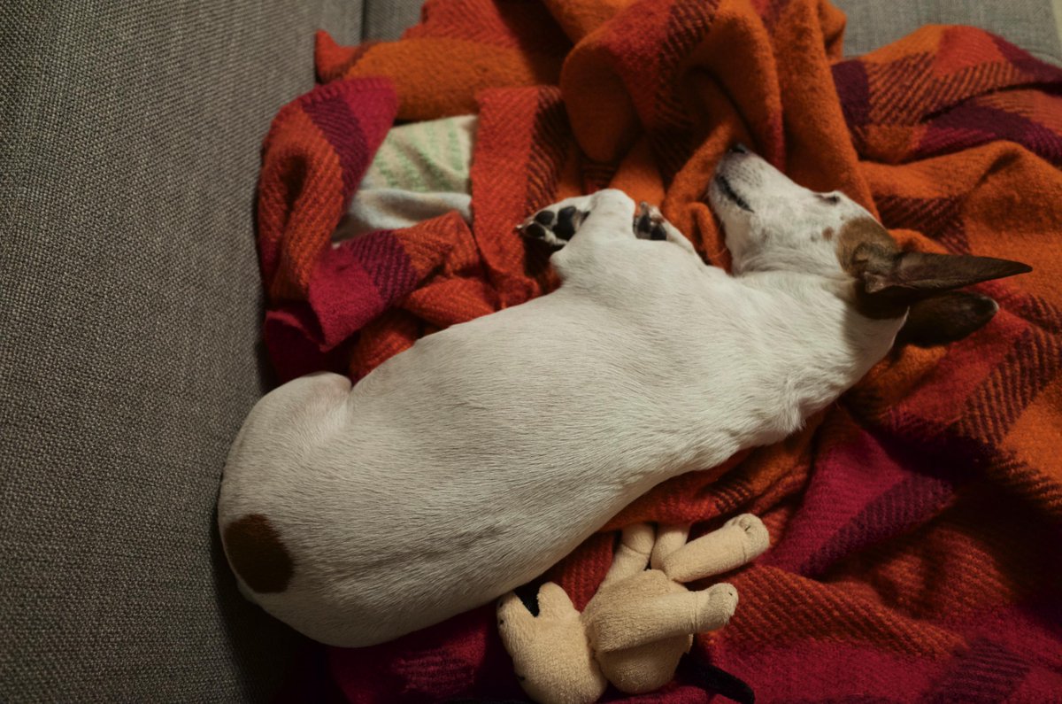 糸井 重里 No Twitter うううっ 眠い 犬が 今日のダーリン 書いてくれないかなぁ ごはんをよく食べてくれるし 散歩 につきあってくれるという大仕事もしてるけど 犬よ 考えていることを原稿にしてみてくれないか 明日11時更新の ほぼ日 Http T Co 糸井 重里 No Twitter うううっ 眠い 犬が 今日のダーリン 書いてくれないかなぁ ごはんをよく食べてくれるし 散歩 につきあってくれるという大仕事もしてるけど 犬よ 考えていることを原稿にしてみてくれないか 明日11時更新の ほぼ日 Http T Co