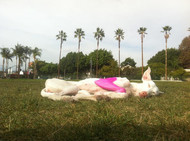 LACMA's tweet photo. Human, Pierre Huyghe’s dog-in-residence http://t.co/AbycLCIoe4 #HumantheDog #PierreHuyghe http://t.co/MKCSlqA9kc