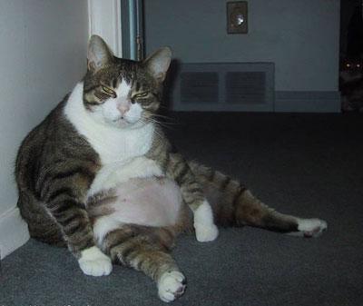 fakehoppermh's tweet photo. Wow what a meal. This is pretty much what I look like right now. #Thanksgiving http://t.co/oRBmmYEB8d