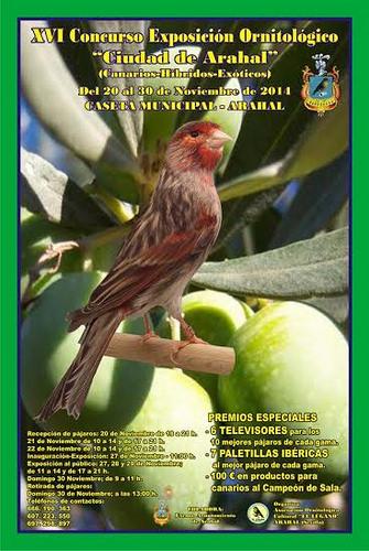 teganslbipal's tweet photo. XVI concurso Ornitológico ciudad de Arahal #aviario #canarios http://t.co/AI1hQZI0Q9