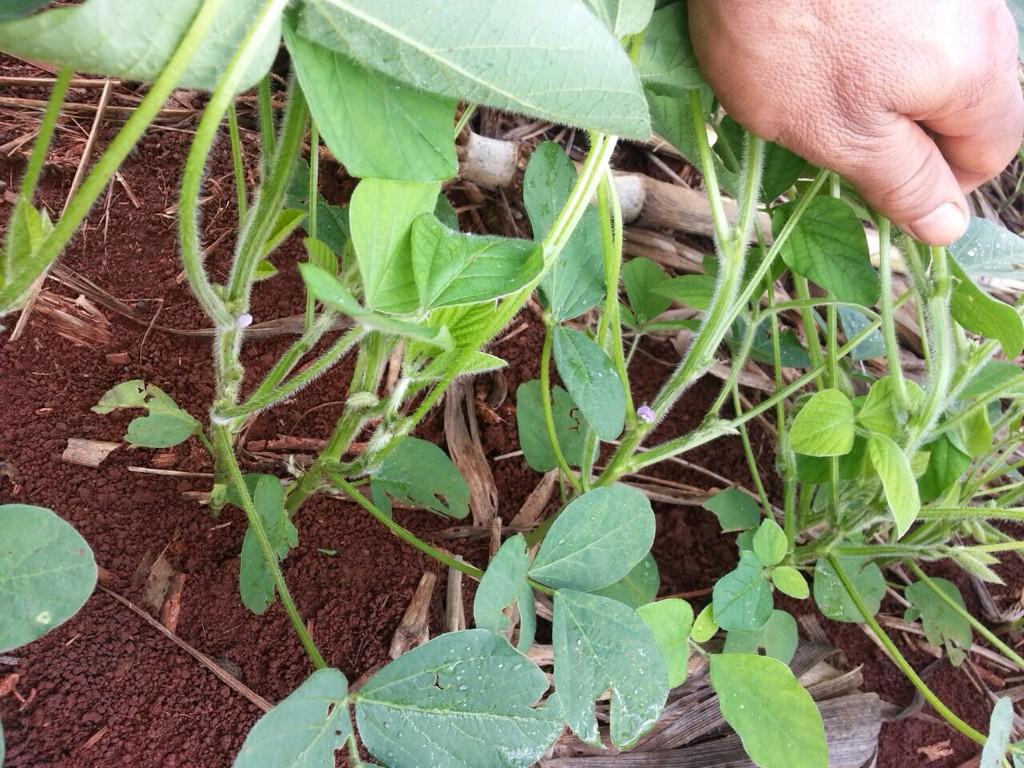 StaLuziaEsteio's tweet photo. 35 days after planting, begins to bloom!
#soybean
#agBRAZIL http://t.co/YvFqHHESxS